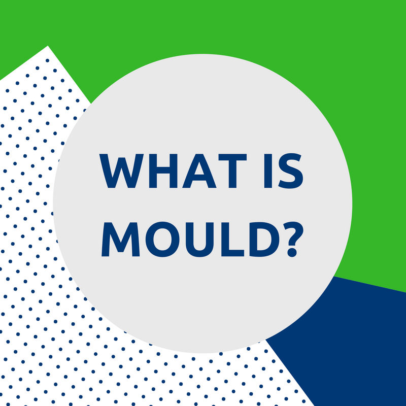what is mould
