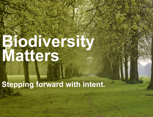 Embedding Biodiversity: A Strategic Step Towards Nature-Positive Business